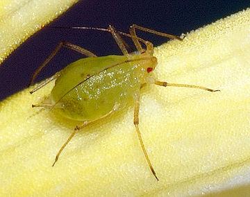 Pugó L'hort ecològic