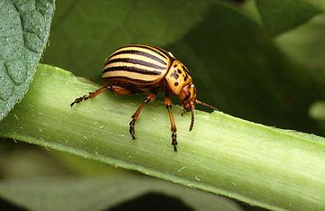 Escarabat adult Escarabat adult